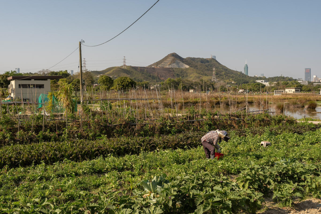 &nbsp;A farmer works in the field at the Long Valley Nature Park. © FAO / &nbsp;Anthony Kwan
